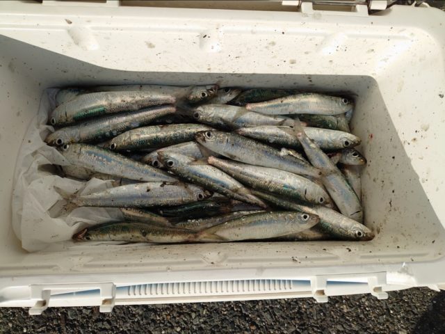 釣果情報-愛知県豊浜漁港にてサビキ釣りの釣果大漁のイワシ