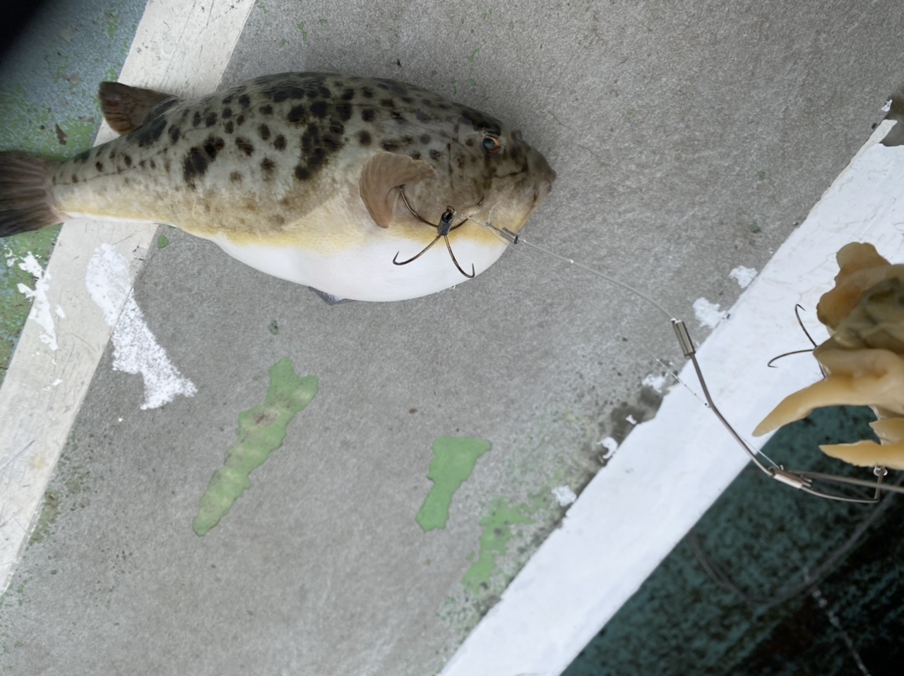 釣果情報-愛知県松新丸にてカットウ釣りの釣果フグ