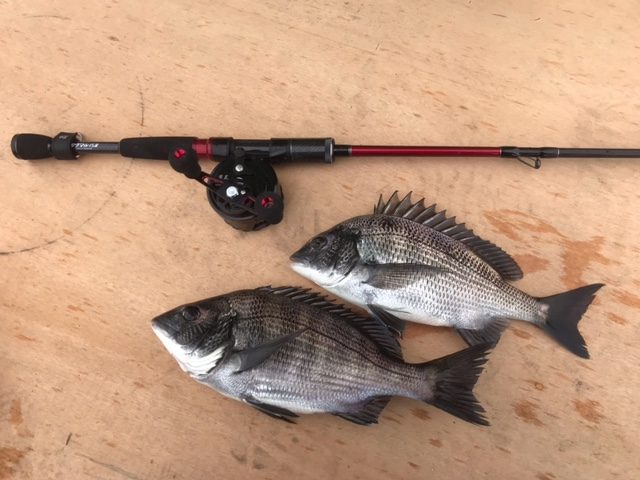 釣果情報-三重県ロッジ山水にて筏釣りの釣果チヌ2匹と竿