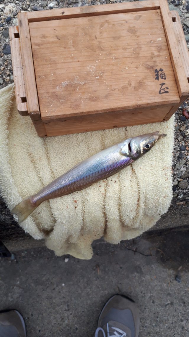 釣果情報-三重県津日本鋼管突堤にて投げ釣りの釣果キス