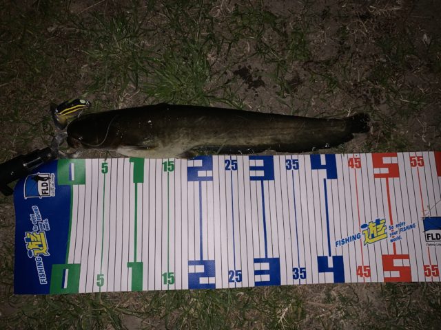 釣果情報-愛知県内の河川にて淡水釣りの釣果ナマズ