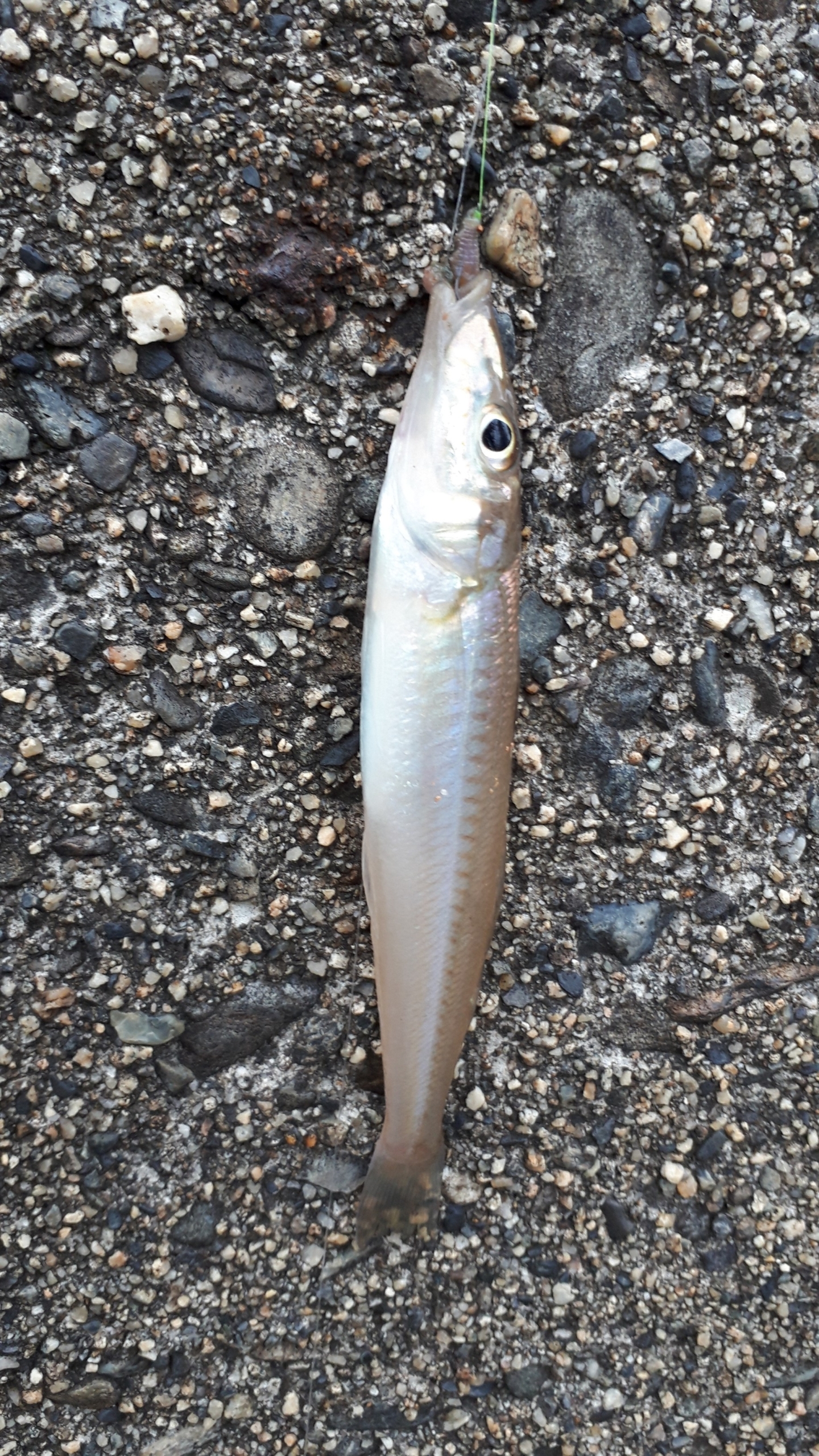 釣果情報-三重県津日本鋼管突堤にて投げ釣りの釣果キス