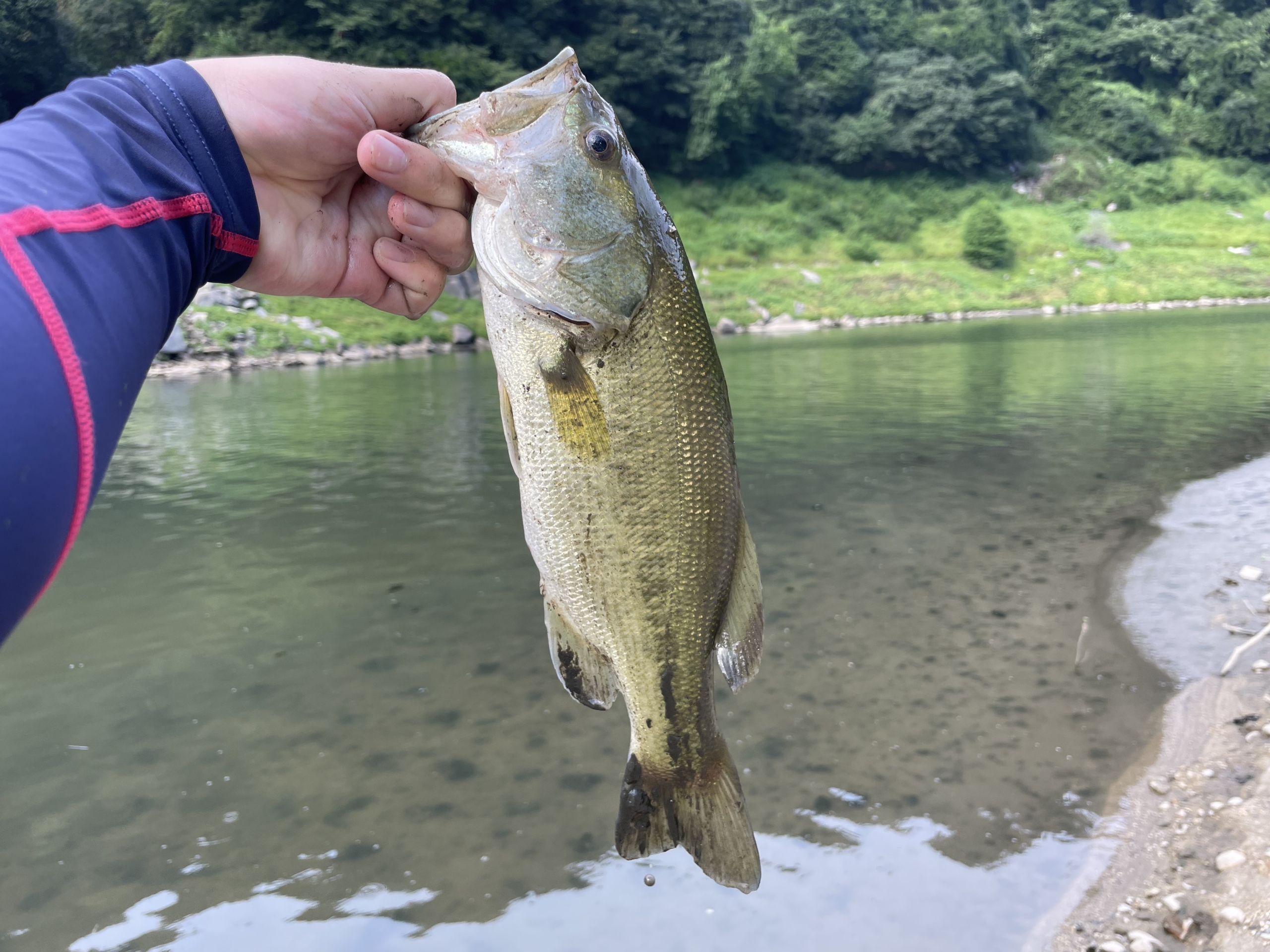 釣果情報-三重県内のダムにてブラックバス釣りの釣果ブラックバス