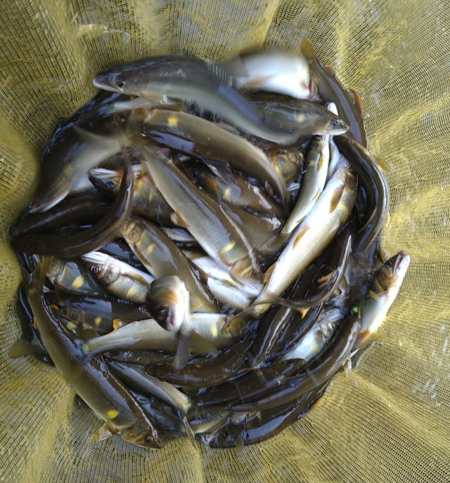 釣果情報-三重県大又川にて渓流釣りの釣果鮎