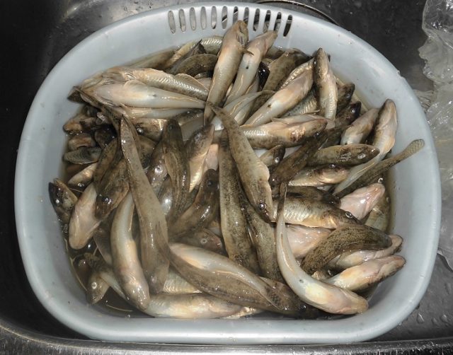 釣果情報-三重県霞埠頭にて堤防釣りの釣果ハゼ