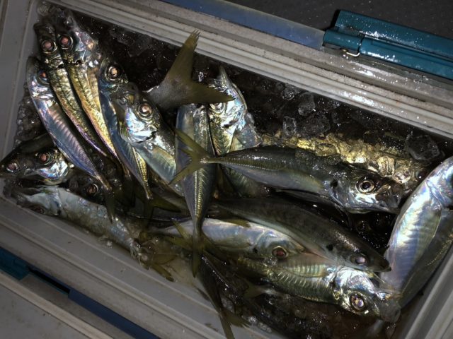 釣果情報-静岡県千秋丸にてオフショアソルトの釣果大漁のアジとカマス