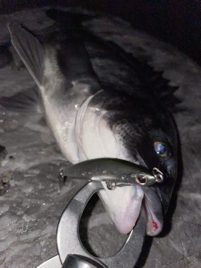 釣果情報-静岡県浜名湖にてショアソルトの釣果チヌ