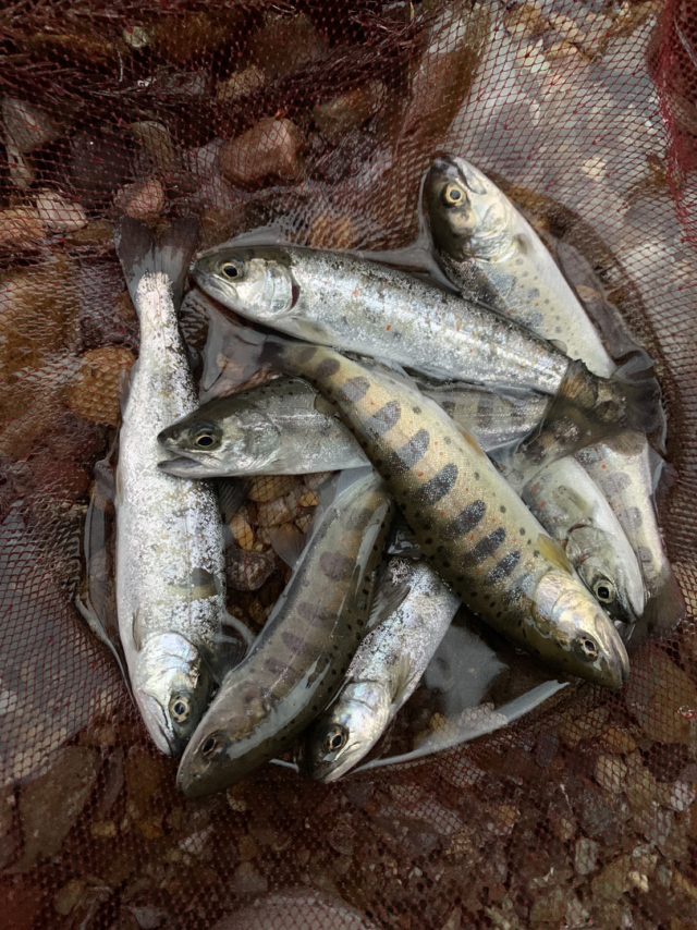 釣果情報-岐阜県神崎川にて渓流釣りでの釣果アマゴ