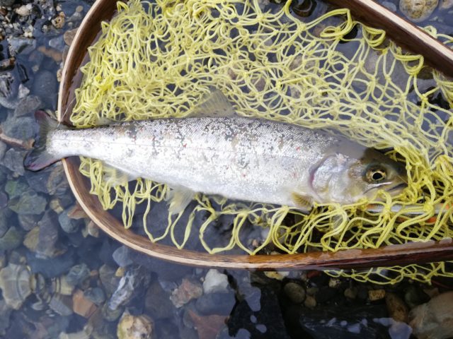 釣果情報-滋賀県愛知川上流にて渓流釣りの釣果アマゴ