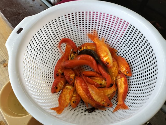 釣果情報-滋賀県つりぼりトムソーヤにて釣果金魚