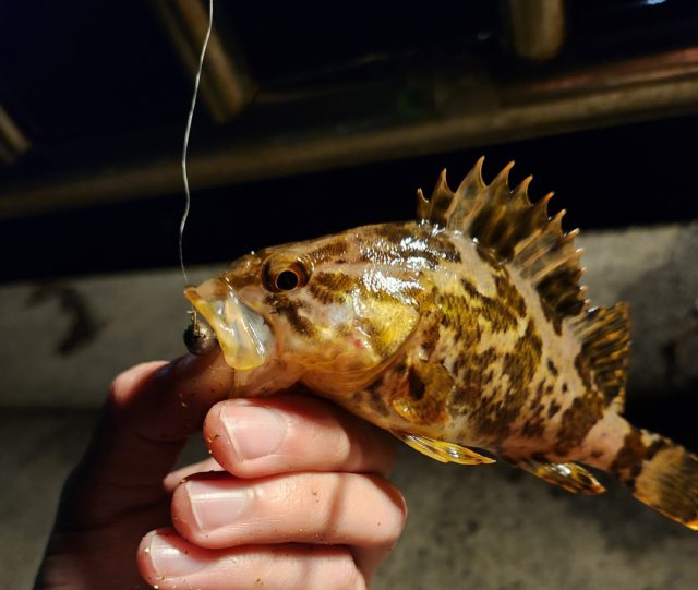 釣果情報-三重県白子漁港にて堤防釣りの釣果タケノコメバル