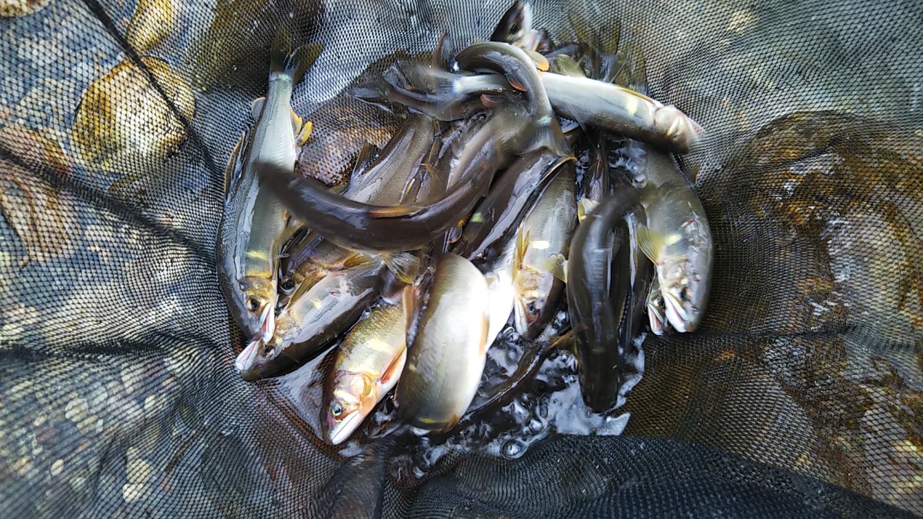 釣果情報-岐阜県和良川にて渓流釣りの釣果鮎