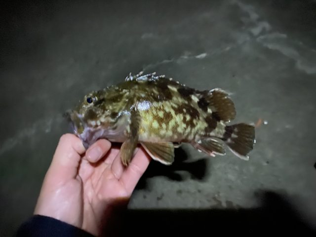 釣果情報-愛知県大野漁港にてショアソルトの釣果カサゴ
