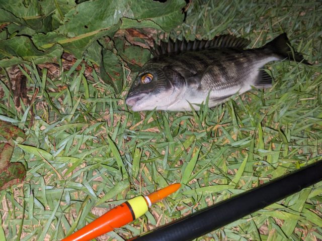 釣果情報-三重県宮川河口周辺にて電気ウキ釣りの釣果クロダイ