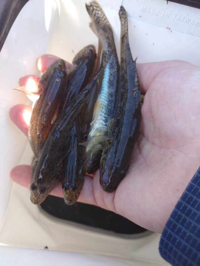 釣果情報-三重県白子漁港にて堤防釣りの釣果ハゼ