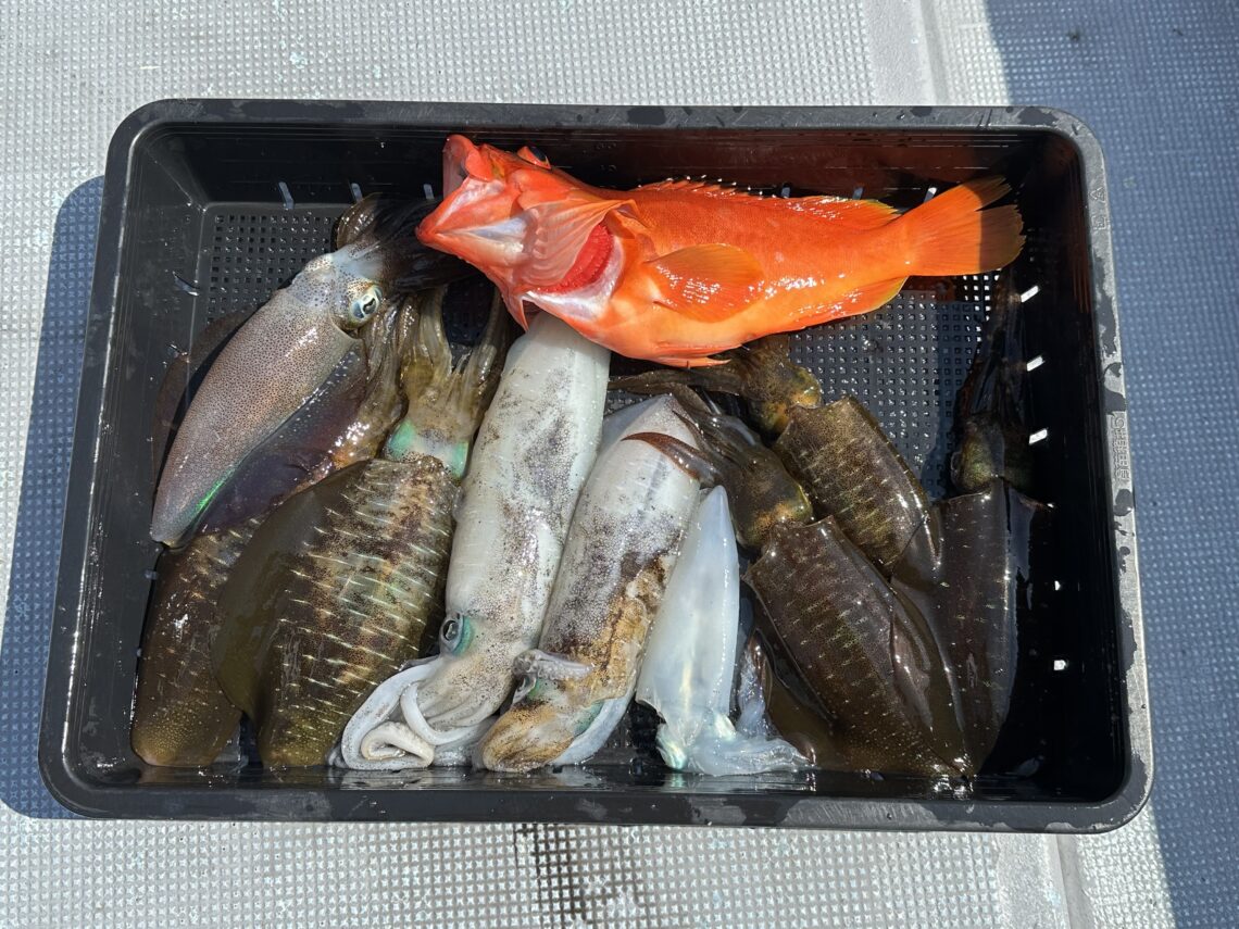 釣果情報-三重県渡船屋たにぐちにてティップランに釣果アオリイカとアカハタ
