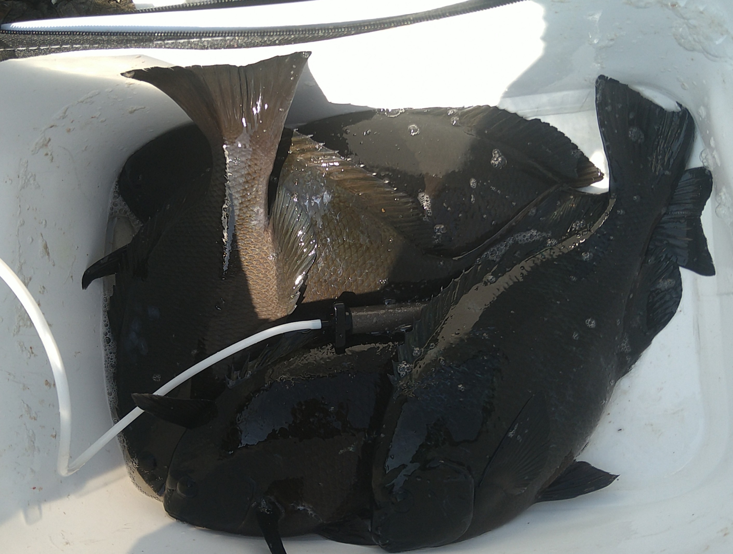 釣果情報-三重県紀伊長島でフカセ釣りで44センチのグレゲット