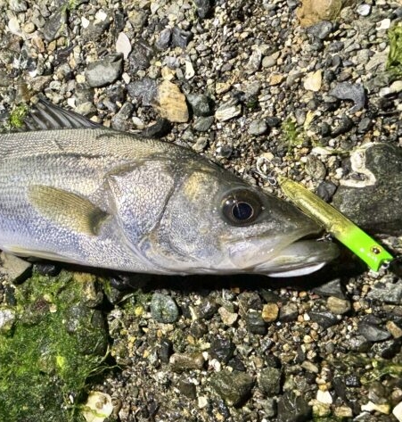 釣果情報-静岡県浜名湖で悶絶ボイルをアビーペンシルで攻略。シーバスゲット。